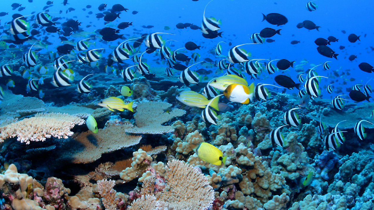 Fish Bowl