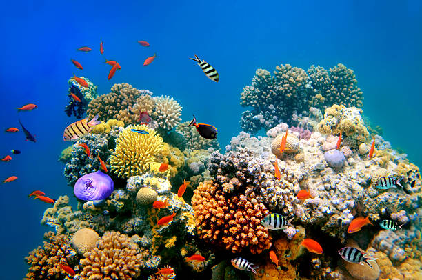 Atoll