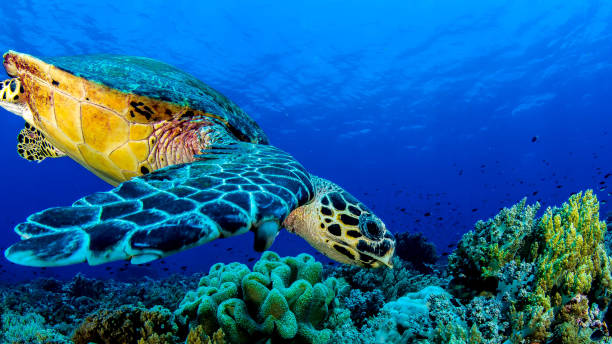 Turtle Rock