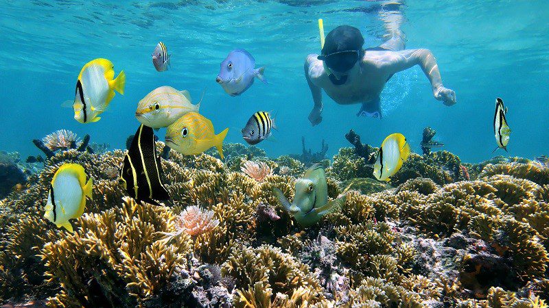 Coral Garden