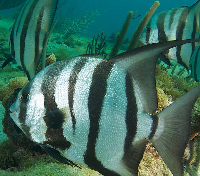 Alma Jane Wreck