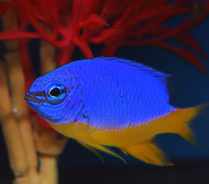 Sabang Reef